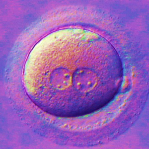 4 FERTILIZATION ASSESSMENT