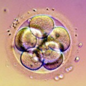 5 CLEAVAGE DEVELOPMENT