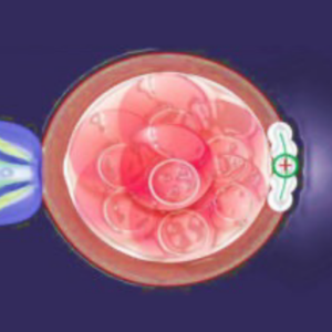 6 BLASTOCYST GRADING
